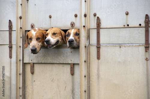 Photography Three hunt dogs peering out from a passing transporter lorry