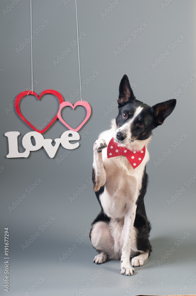 Funny mixed breed dog valentine portrait