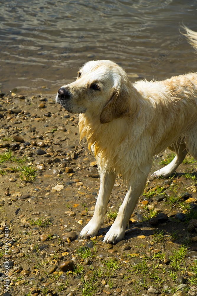 An obedient young Golden Retriever dogs waits on the river bank for a stick to be thrown