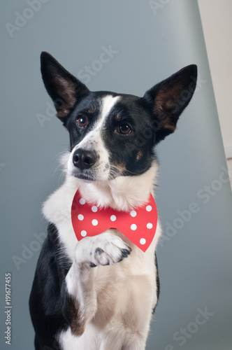 Funny mixed breed dog valentine portrait