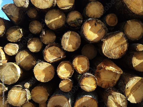 Freshly cut wooden logs  stacked in pile