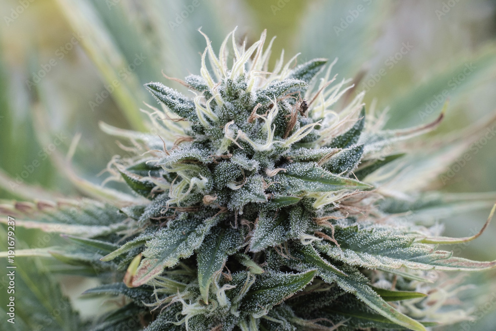 Extreme close-up of buds growing on cannabis plant in greenhouse Extreme close-up of buds growing on cannabis plant in greenhouse