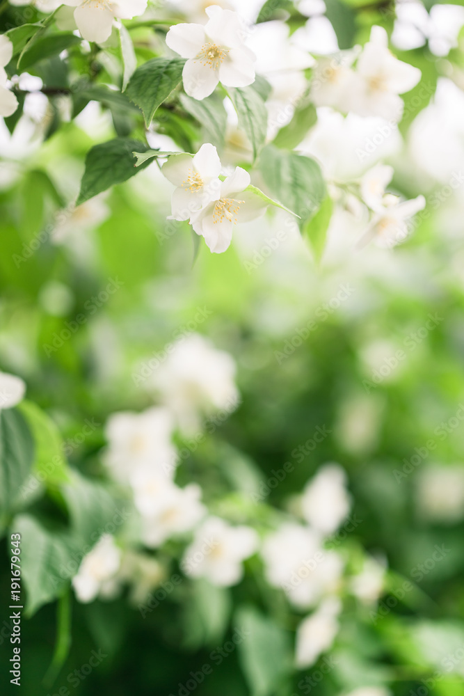 Jasmine flowers in garden, close up Jasmine flowers in garden, close up