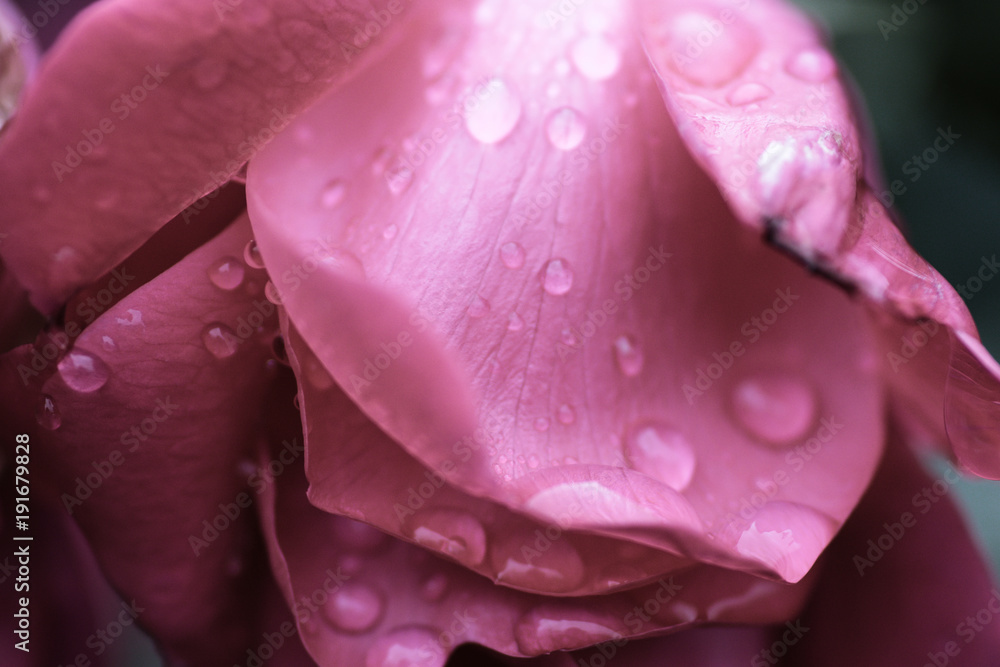 lost rose lost rose