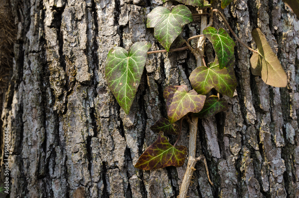 Ivy lit by sunlight, wild poison ivy vine isolated on rough bark, climbing on old oak tree in deciduous broadleaf forest 