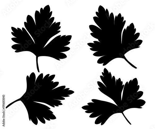 Parsley isolated on white black silhouettes illustration design element in culinary cooking ingredient package decoration, sticker label