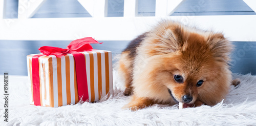 The panorama of pomeranian spitz is laying on the white plaid and eating delicacy. Concept happy holiday and food. Present near the puppy © Alex