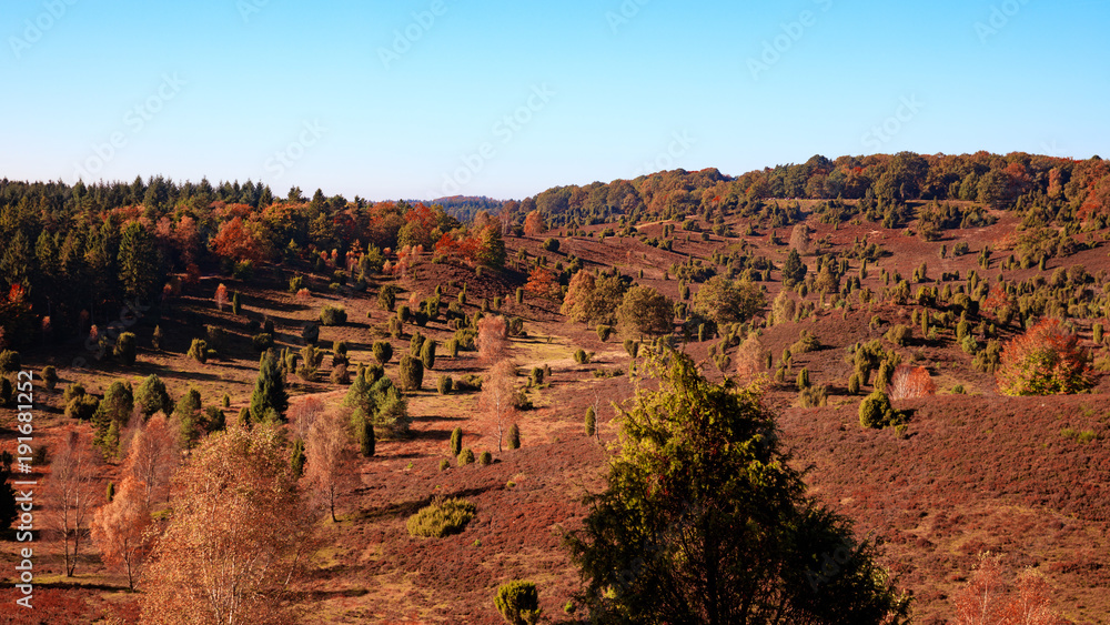 Naklejka premium Lüneburger Heide Totengrund III