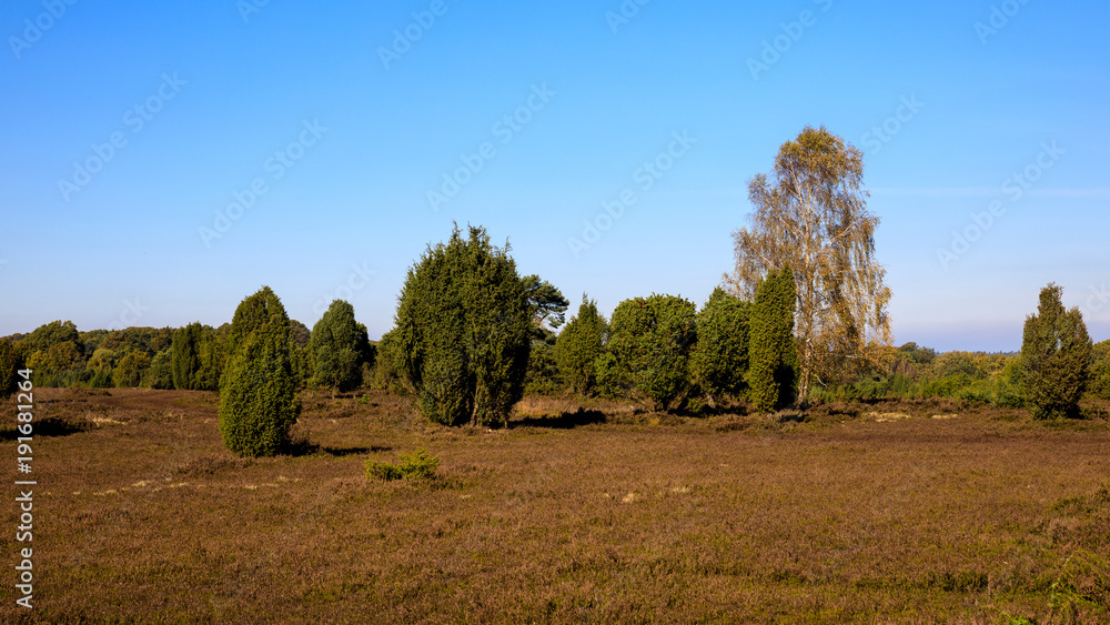 Fototapeta premium Lüneburger Heide Totengrund IV