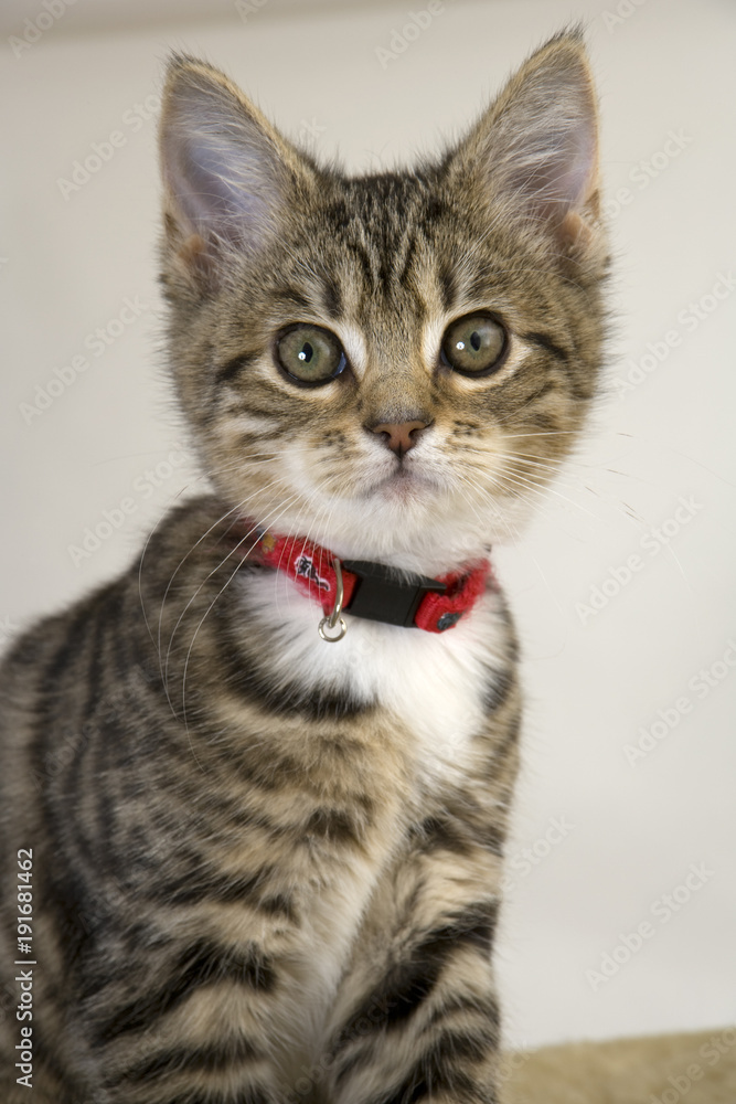 Cute kitten staring wide eyed at the camera Cute kitten staring wide eyed at the camera