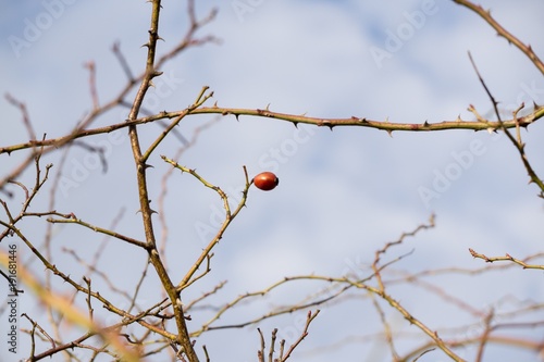 Rosehip fruit on the tree. Slovakia