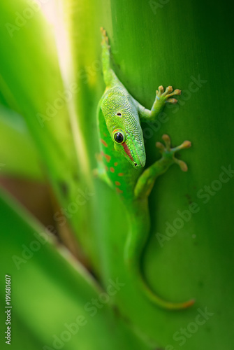 Madagascar Day Gecko - Phelsuma madagascariensis, Madagascar forest. Cute endemic Madagascar lizard.
