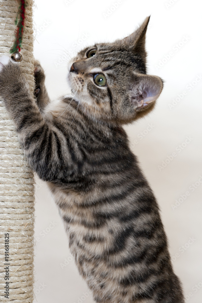 Fototapeta premium KItten stretching up to use a scratching post