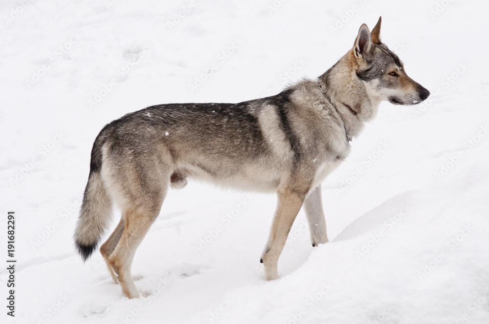 Chien loup tchèque dans la neige Chien loup tchèque dans la neige