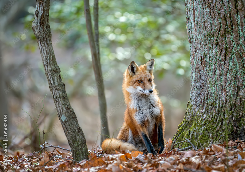 Wild Red Fox looking around a tree in the forest in Autumn - obrazy, fototapety, plakaty 