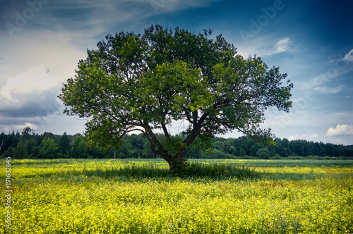 Lonely tree at field