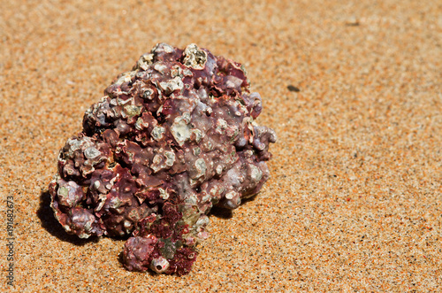Red sea stone with barnacles over yellow sand