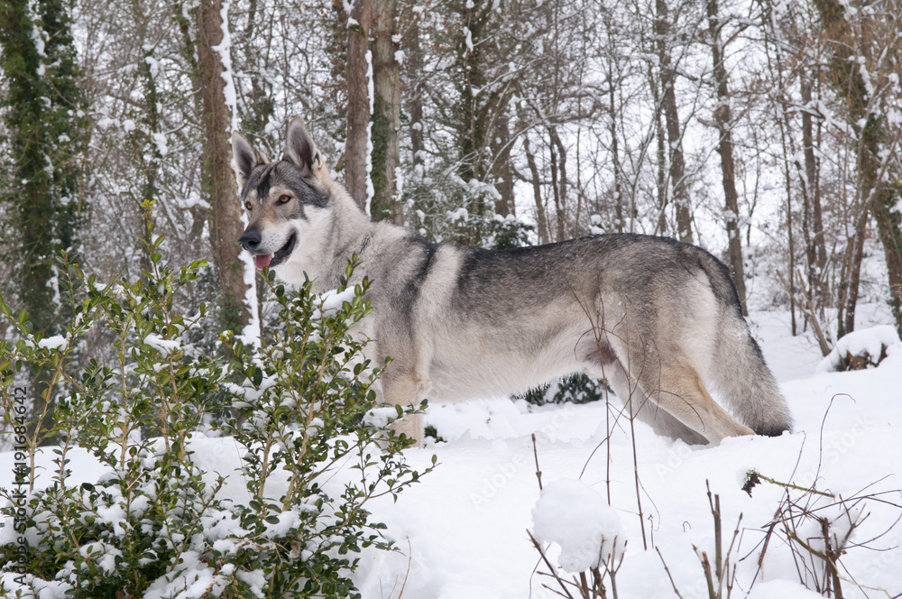 Chien loup tchèque dans la neige