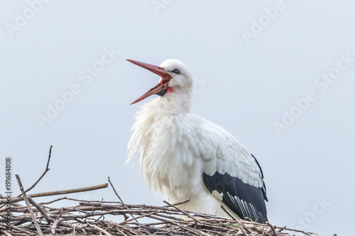 klapperstorch photo