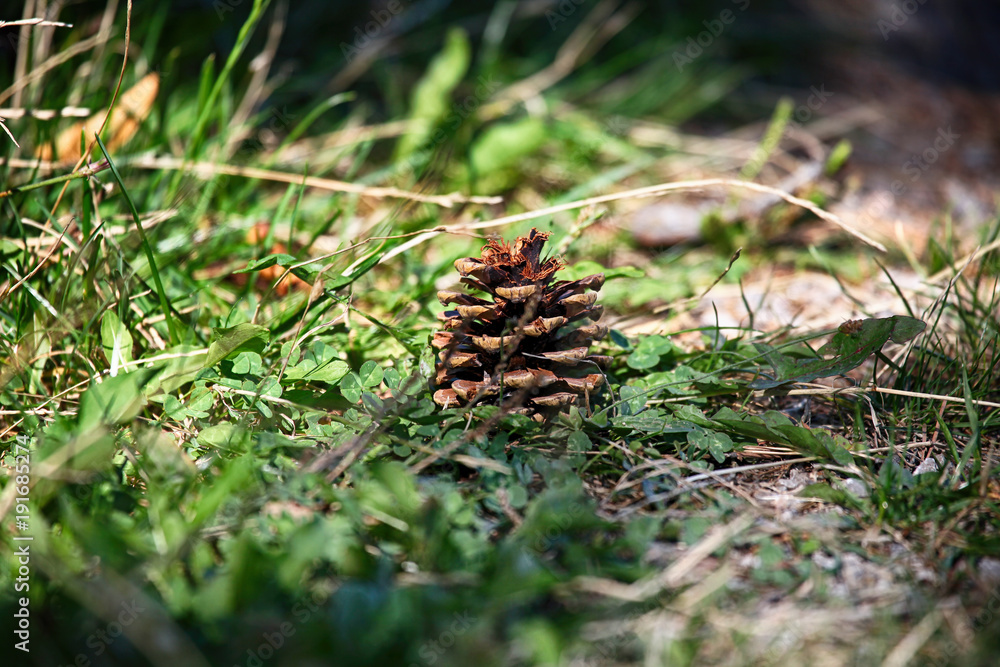 The pine cone on a green grass in forest. The pine cone on a green grass in forest.