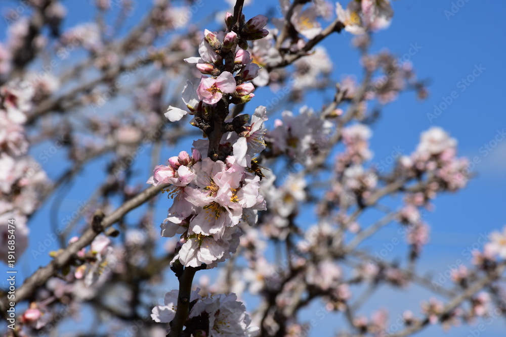 Almond blossom in February.