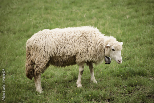 Single white sheep grazing at green meadow, natural agriculture background