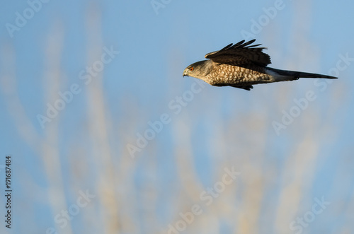 Sharp-Shinned Hawk Flying in a Blue Sky