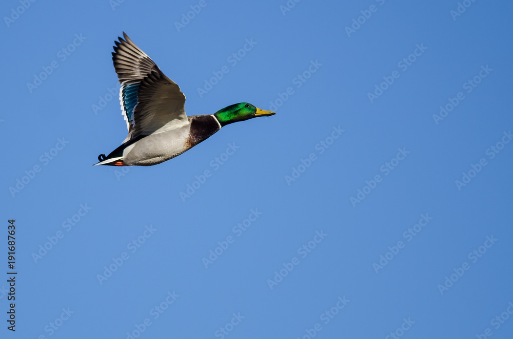 Obraz premium Mallard Duck Flying in a Blue Sky