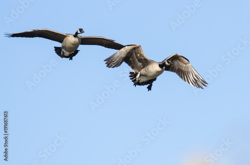 Two Canada Geese Flying in a Blue Sky