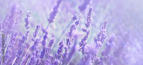 Violet lavender field at soft light effect for your floral background on horizontal web header or banner. Summer season in Provence - fresh lavanda flowers at pastel colors of ultraviolet tone.