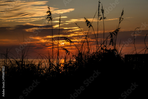 Silouhette of North Carolina Sunrise through the Sea Oats above the beach, September 2009. photo