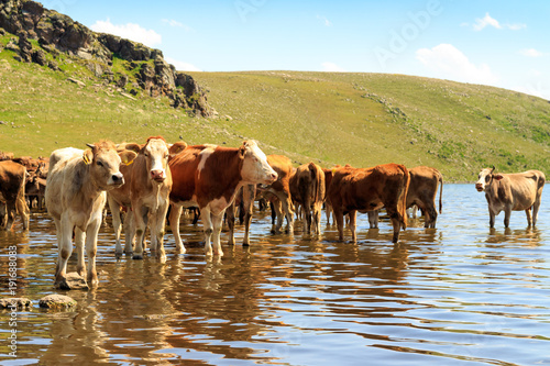 Outdoors cattle herd. Animals near the lake.