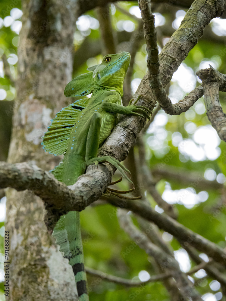 Plumed basilisk AKA emeral basilisk (Basiliscus plumifrons), Cahuita National Park, Costa Rica