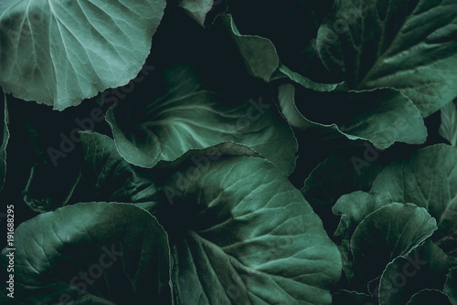Plant background