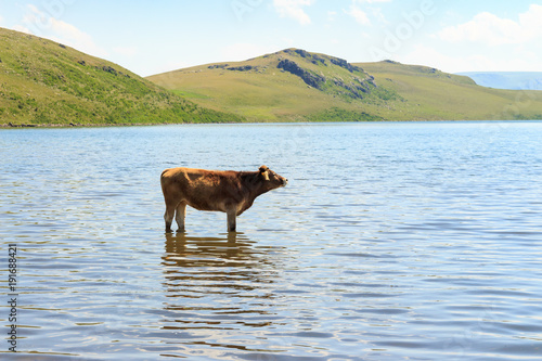 Outdoors cattle. Animals in the lake. © alozar
