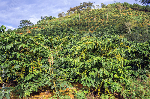 Photography Coffee plantation