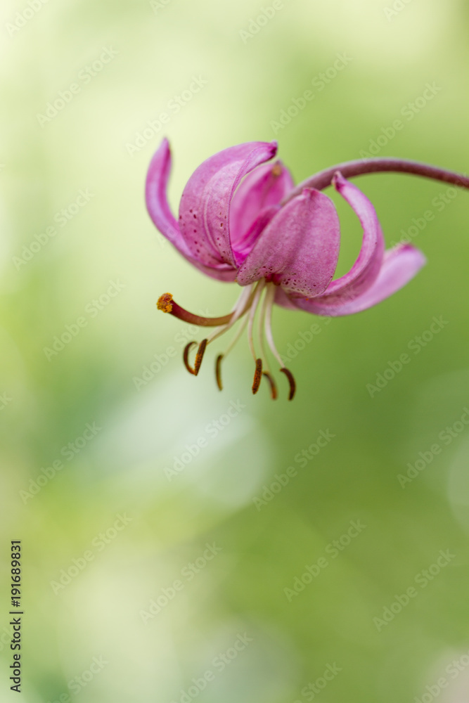 rose colored lily against grenn background rose colored lily against grenn background