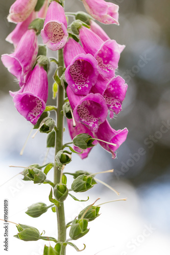 foxglove in pink