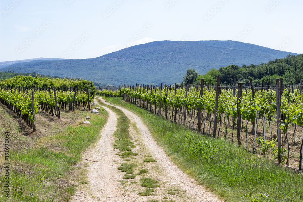 Wanderweg durch kroatischen Weinberg