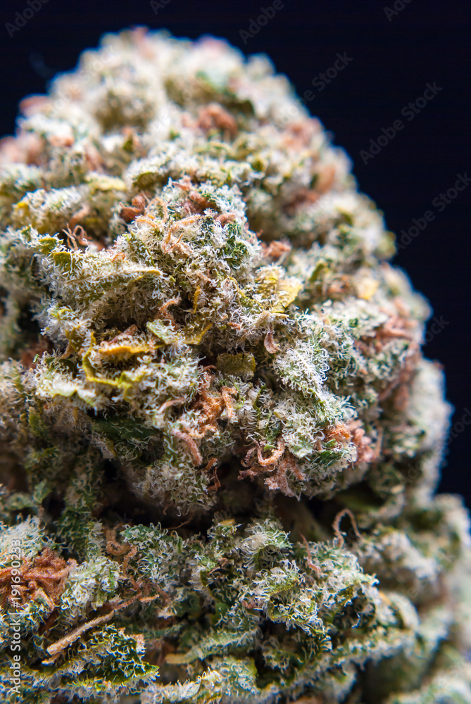 Cannabis Nug - Strain: LA Chocolat Cannabis Nug - Strain: LA Chocolat
