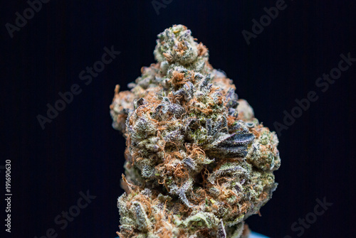 Obraz na płótnie Cannabis Nug - Strain: Obama Kush