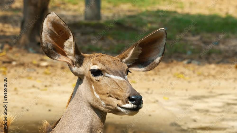 Close up of the Antelope female face Close up of the Antelope female face