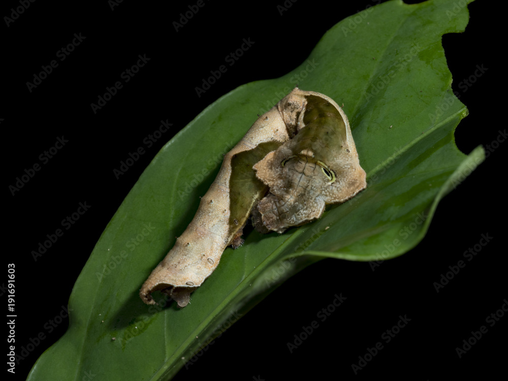 Obraz premium Leaf-Mimicking Moth Caterpillar (Oxitenis sp.), Drake Bay, Costa Rica