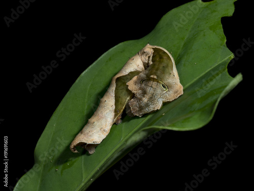 Leaf-Mimicking Moth Caterpillar (Oxitenis sp.), Drake Bay, Costa Rica