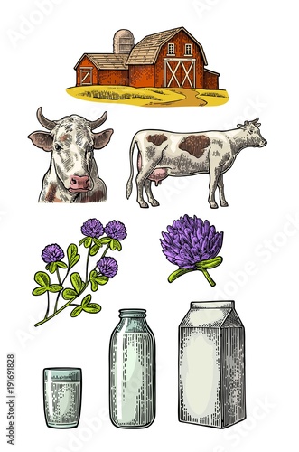 Set Milk farm. Cow head, clover, box carton package, glass and bottle.