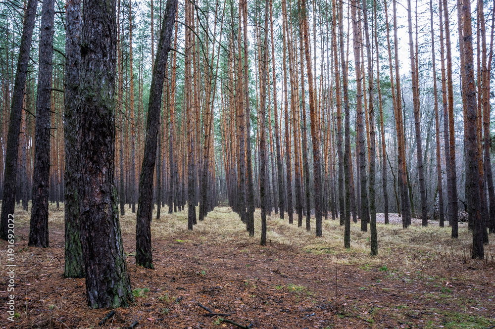 Fototapeta premium Pine forest in autumn time