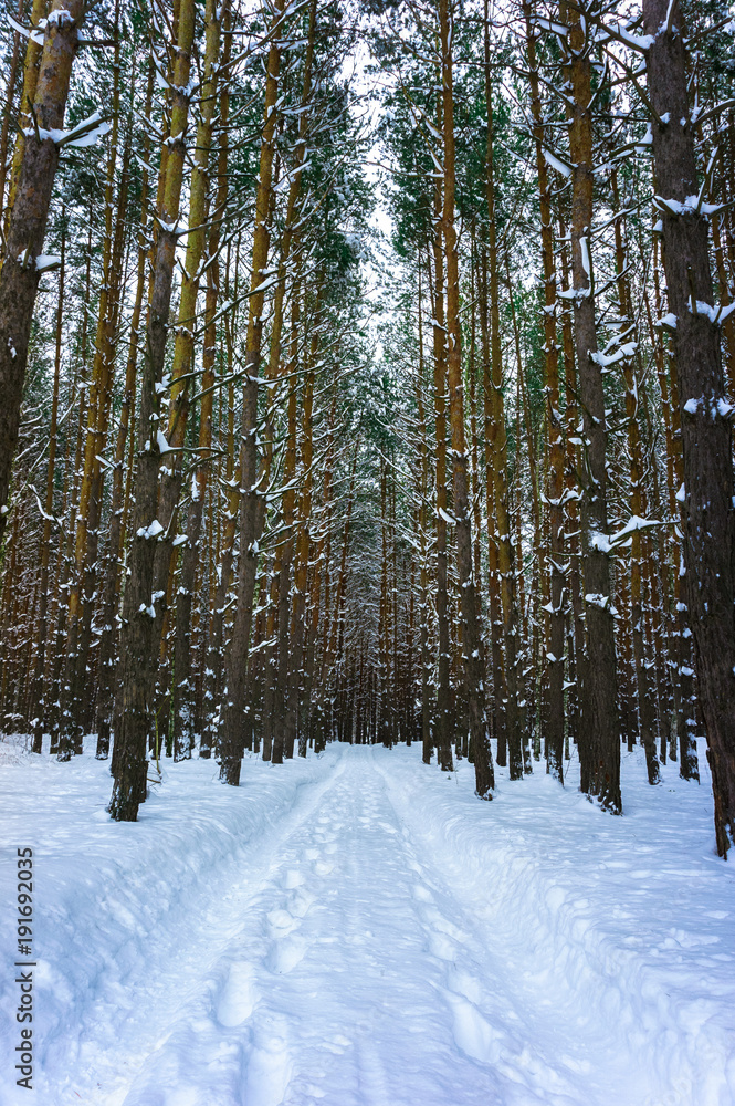 Fototapeta premium Snow road in the pine forest in winter