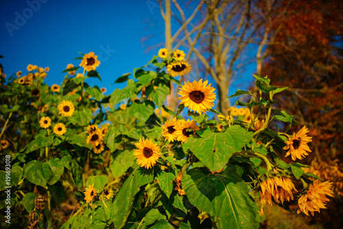 A small plantation of autumn yellow-green sunflowers on a beautiful rural meadow