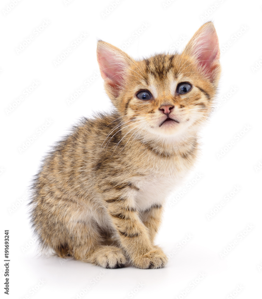 Small brown kitten. Small brown kitten.