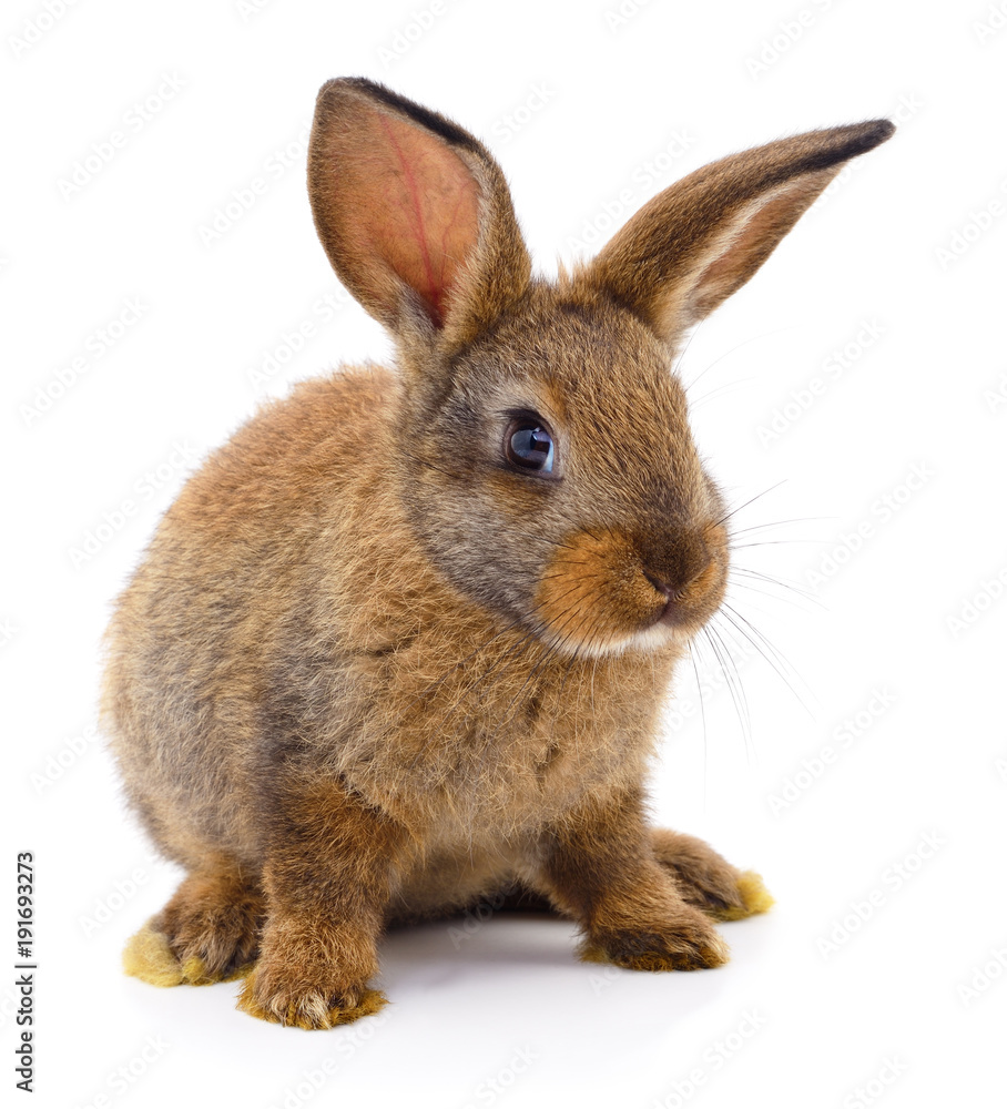 Fototapeta premium Brown rabbit on white.
